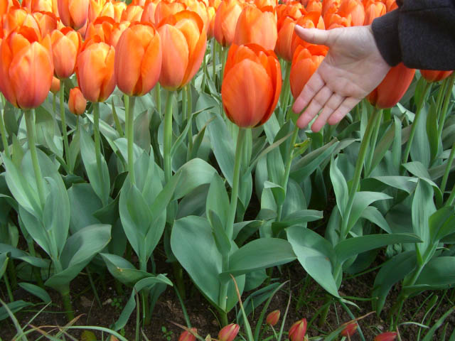 flower hand